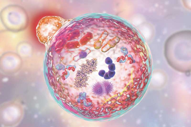 Otofaji Nedir ? 1 – otofaji otofaji nedir