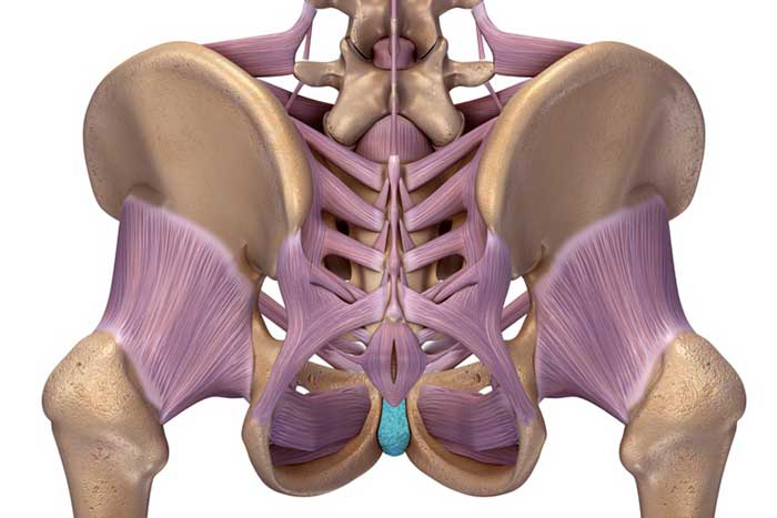PELVİK TABAN KASLARI 2 – pelvik taban kasları PELVİK TABAN KASLARI 1 – pelvik taban nedir