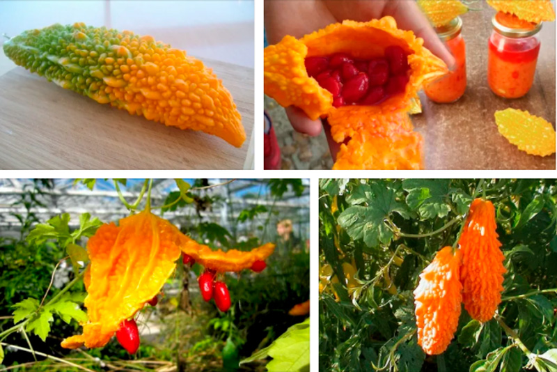 Kudret Narı Faydaları,Zararları,Nasıl Yenir