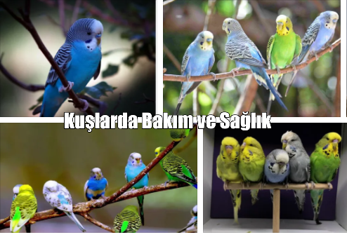 Kuşlarda Bakım ve Sağlık 2021 1 – kuşlarda bakım ve sağlık Kuşlarda Bakım ve Sağlık