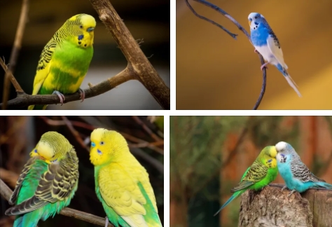 Kuşlarda Bakım ve Sağlık 2021 6 – kuşlarda bakım ve sağlık Kuşlarda Bakım ve Sağlık 2021 5 – muhabbet kuslari