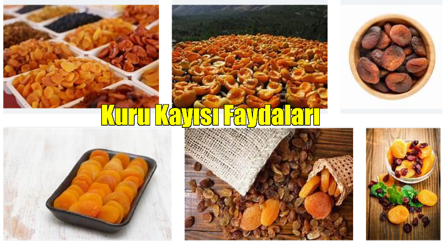 Kuru Kayısı Faydaları ve Zararları 1 – kuru kayısı faydaları ve zararları kuru kayısı faydaları ve zararları