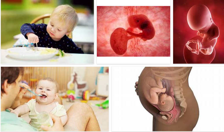 37 Haftalık Bebek Kilosu 2 – 37 Haftalık Bebek Kilosu 37 haftalık gebelik kaç aylık