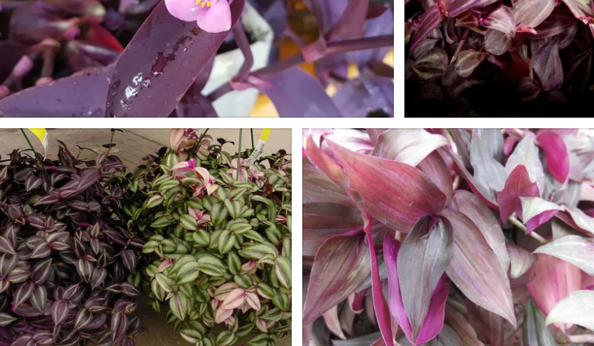 mor telgraf çiçeği