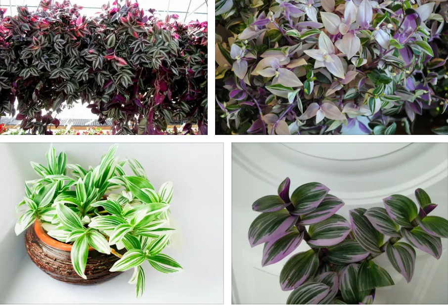 pembe telgraf çiçeği