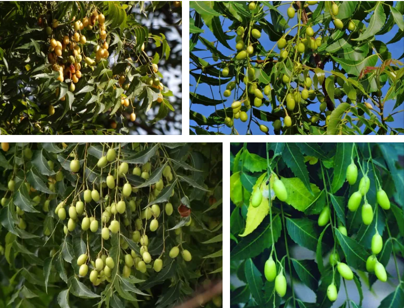 tesbih ağacı yağı